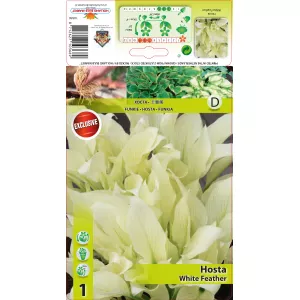 Hosta (Funkia) White Feather