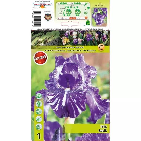 Irys germanica Batik