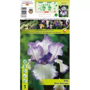Irys germanica Blue Staccato