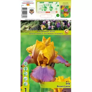 Irys germanica Brown Lasso