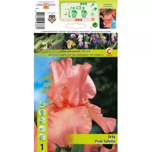 Irys germanica Pink Tafette