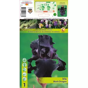 Irys germanica Black Dragon