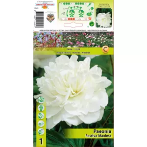 Piwonia Festiva Maxima