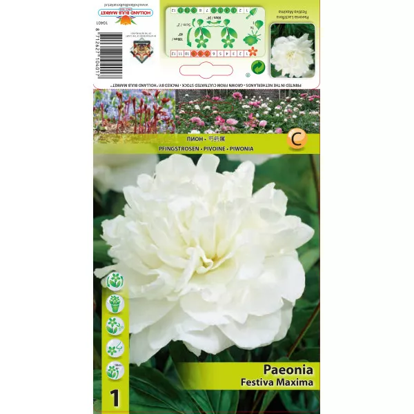 Piwonia Festiva Maxima
