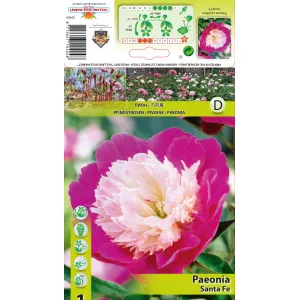 Piwonia Santa Fe