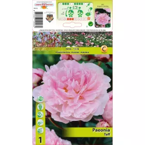 Piwonia Taff