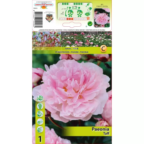 Piwonia Taff
