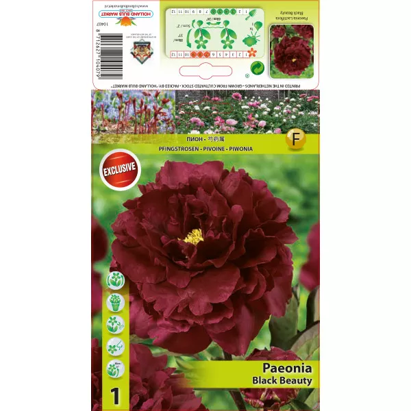 Piwonia Black Beauty