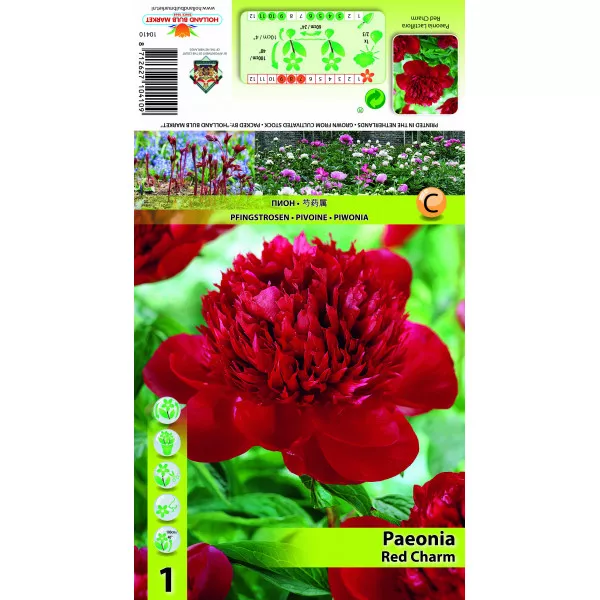 Piwonia Red Charm