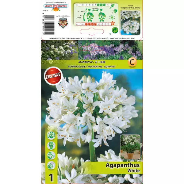 Agapant biały