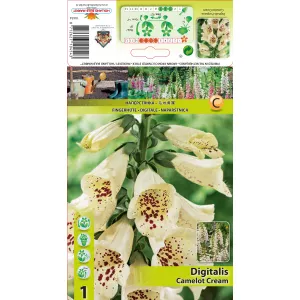 Naparstnica (Digitalis) Camelot Cream