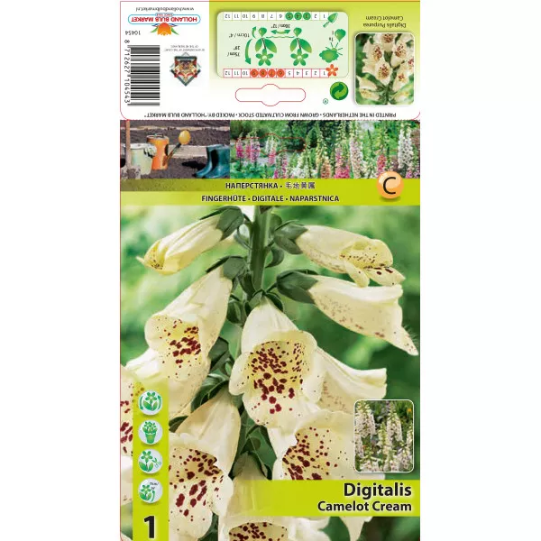 Naparstnica (Digitalis) Camelot Cream
