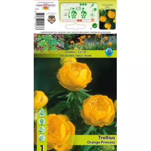 Pełnik Orange Princess