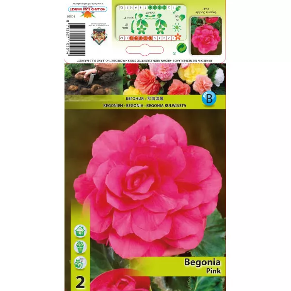 Begonia podwójna, różowa Begonia podwójna, różowa