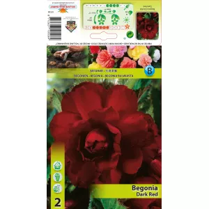 Begonia podwójna, ciemnoczerwona