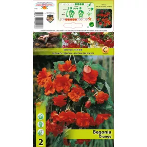 Begonia wisząca, pomarańczowa