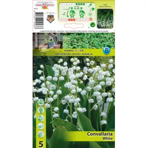 Konwalia majowa (Convallaria Majalis), biała