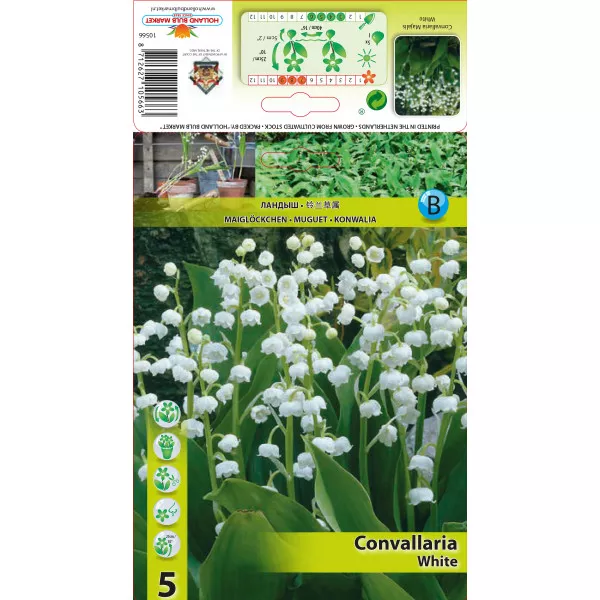 Konwalia majowa (Convallaria Majalis), biała