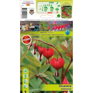 Serduszka (Dicentra) Walentynkowa