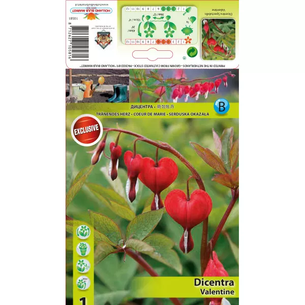 Serduszka (Dicentra) Walentynkowa
