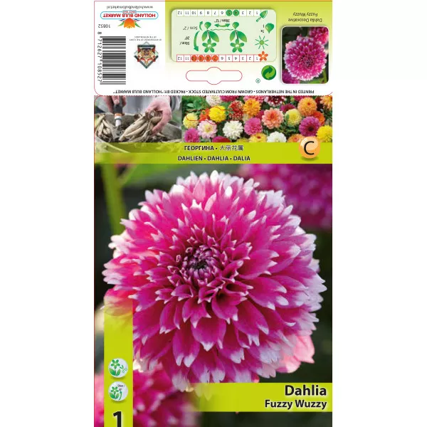 Dalia dekoracyjna Fuzzy Wuzzy Dalia dekoracyjna Fuzzy Wuzzy