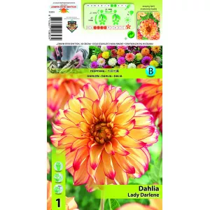 Dalia dekoracyjna Lady Darlene