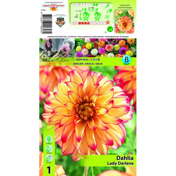 Dalia dekoracyjna Lady Darlene Dalia dekoracyjna Lady Darlene
