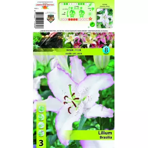 Lilia orientalna Brasilica