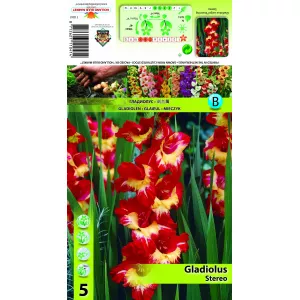 Gladiola (Mieczyk) Stereo