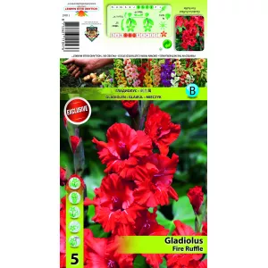 Gladiola (Mieczyk) Fire Ruffle