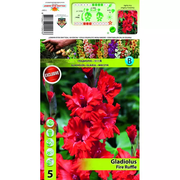 Gladiola (Mieczyk) Fire Ruffle