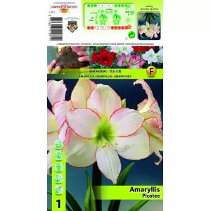 Amarylis (Amaryllis) Picotee