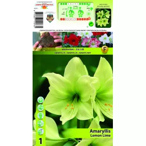 Amaryllis Lemon Lime