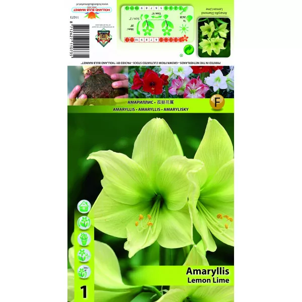 Amaryllis Lemon Lime