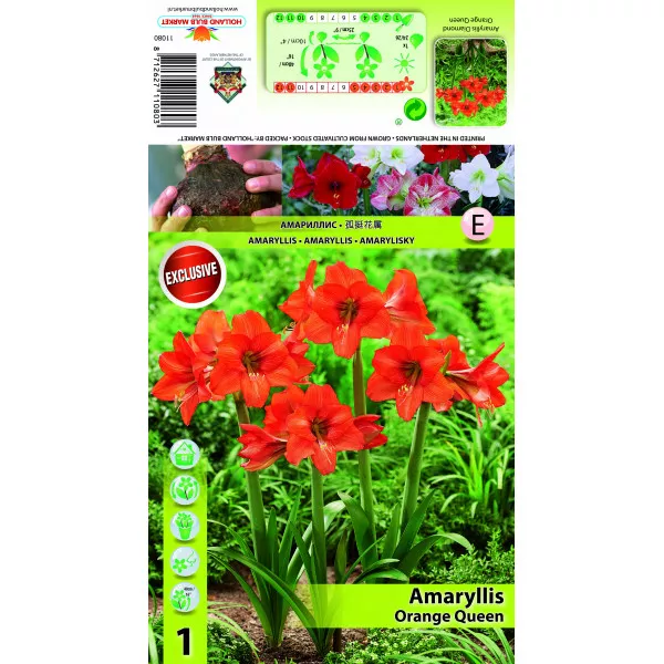Amaryllis Orange Quenn Amaryllis Orange Quenn