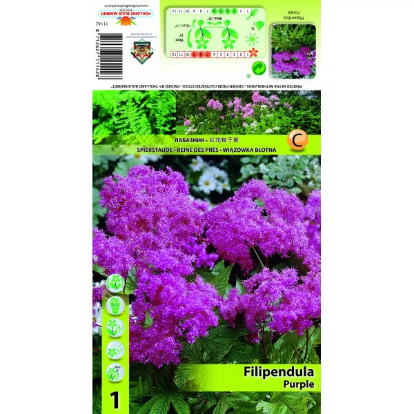 Wiązówka Purple