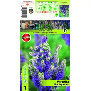 Przetacznik Blue Explosion