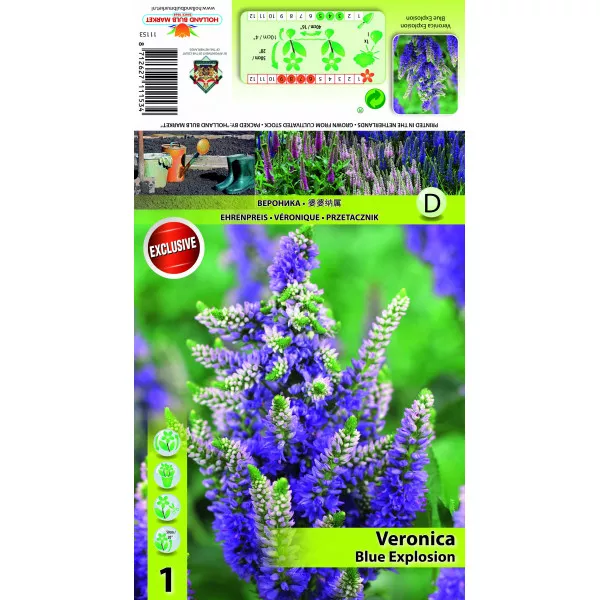 Przetacznik Blue Explosion