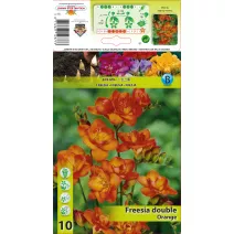 Frezja podwójna, pomarańczowa