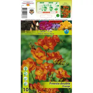 Frezja podwójna, pomarańczowa