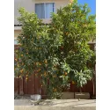 Kumkwat (Citrus japonica)