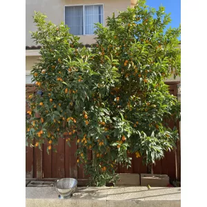 Kumkwat (Citrus japonica)