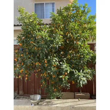 Kumkwat (Citrus japonica)