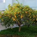 Cytryna zwyczajna (Citrus limon) 