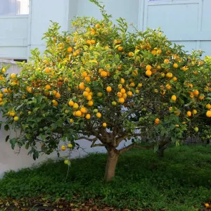 Cytryna zwyczajna (Citrus limon) 