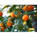 Mandaryna (Citrus reticulata)