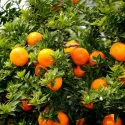 Pomarańcza Gorzka (Citrus x aurantium)