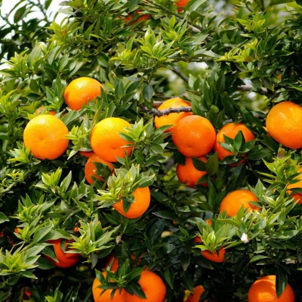 Pomarańcza Gorzka (Citrus x aurantium)