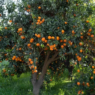 Klementyna (Citrus x clementina)