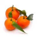 Klementyna (Citrus x clementina)